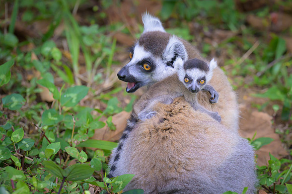 Ring-tailed lemurs