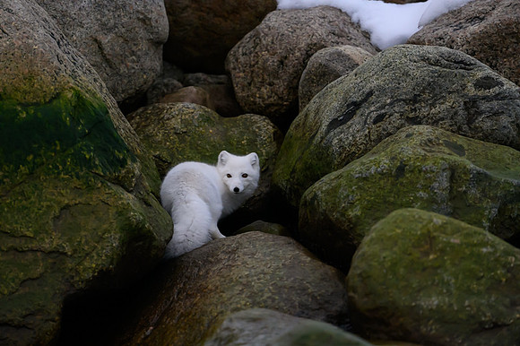 Arctic fox White