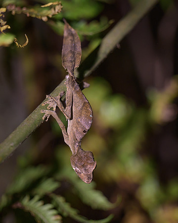 Satanic Leaf-Tailed Geko