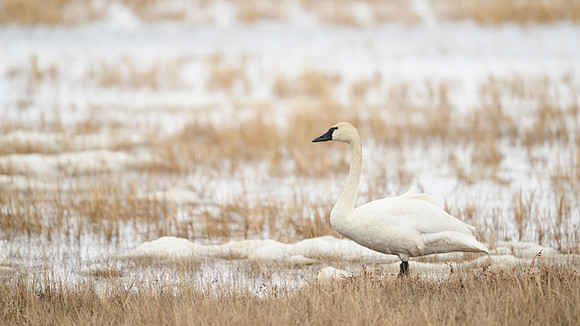 Tundra Swan