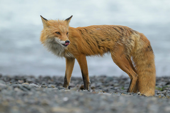 Red fox