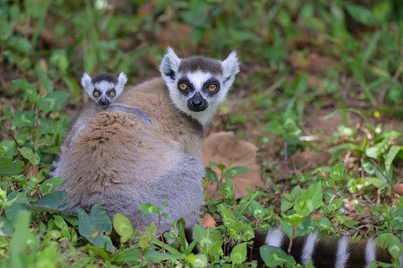 Ring-tailed lemurs