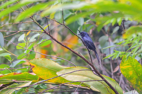 Crested drongo