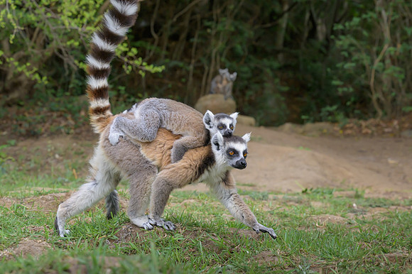 Ring-tailed lemurs