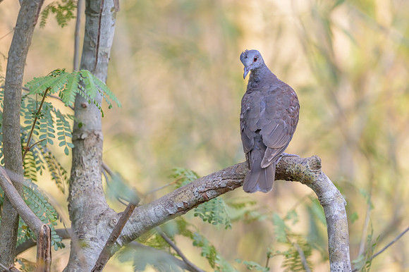 Malagasy Turtle-Dove