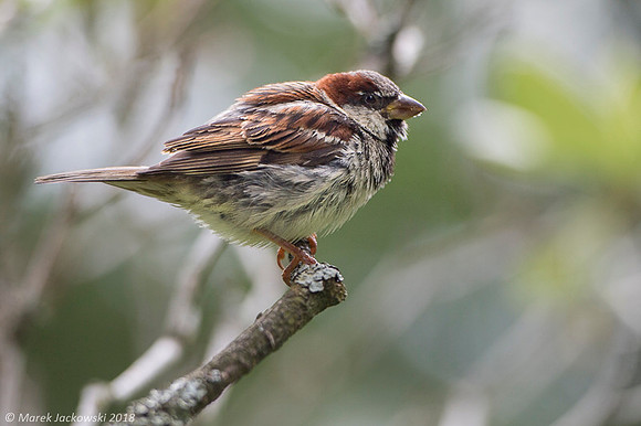 House sparrow / Wróbel