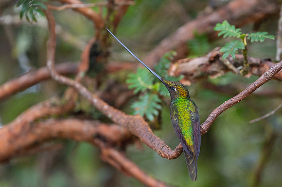 Sword-billed hunmmingbird