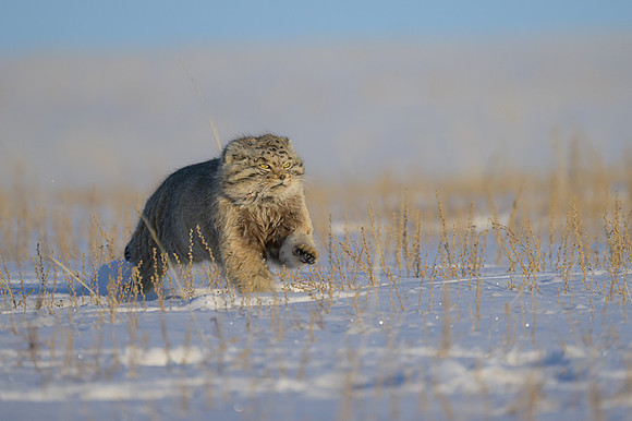 Pallas's cat