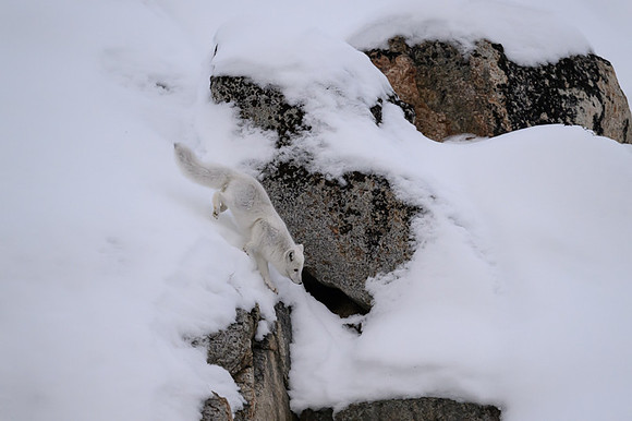 Arctic fox White