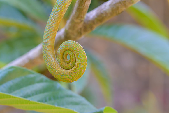 Parson's chameleon