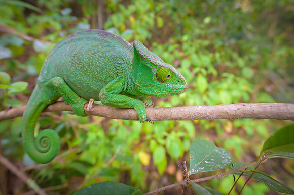 Parson's chameleon