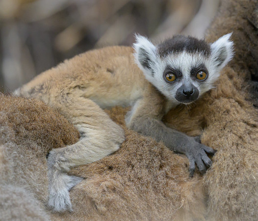Ring-tailed lemurs