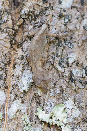Satanic Leaf-Tailed Geko