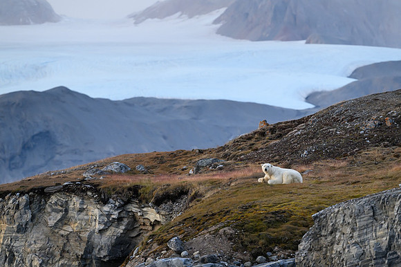 Polar bear