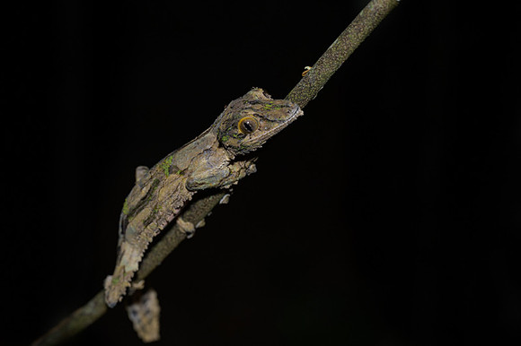 Giant leaf-tailed Gecko