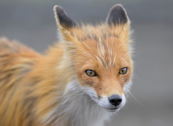 Red fox