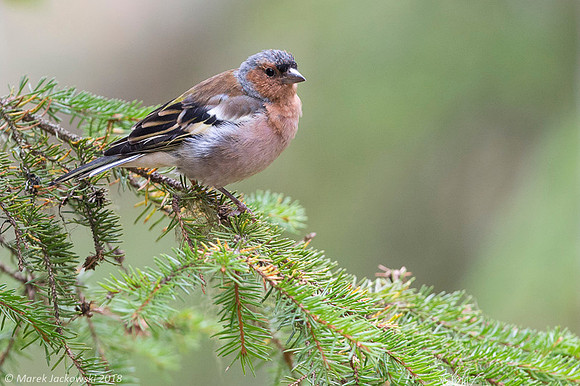 Chaffinch / Zięba