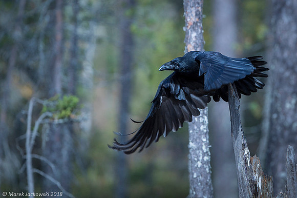 Raven / Kruk