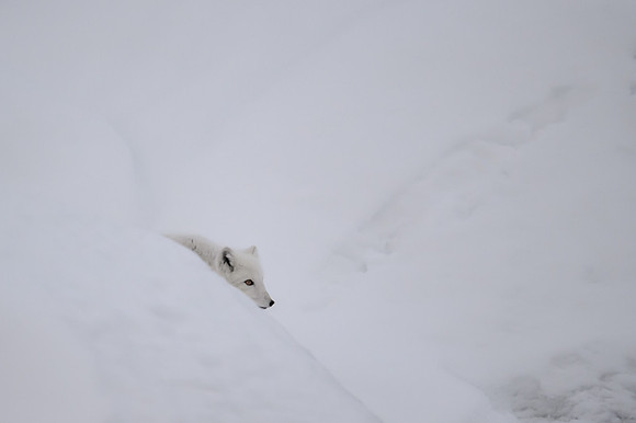 Arctic fox White