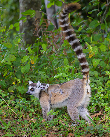 Ring-tailed lemurs