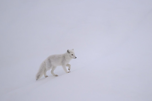 Arctic fox White