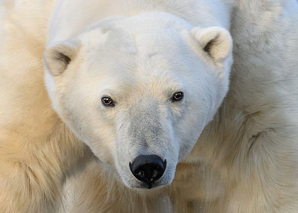 Polar bear