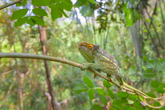 Parson's chameleon