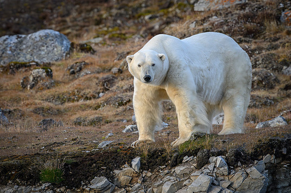 Polar bear