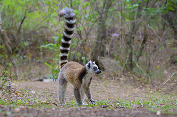 Ring-tailed lemurs