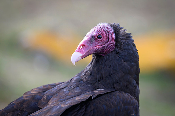 Turkey Vulture