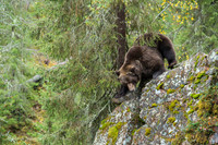 Brown Bear / Niedźwiedź Brunatny