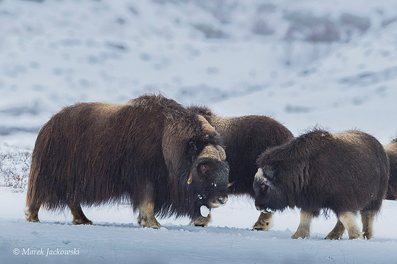 Muskox / Piżmowół arktyczny