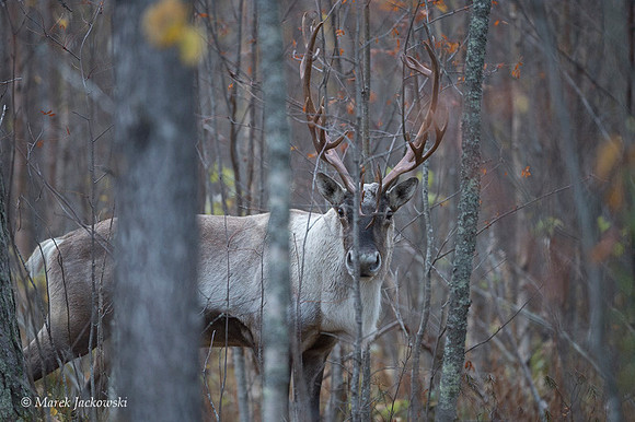 Reindeer / Renifer