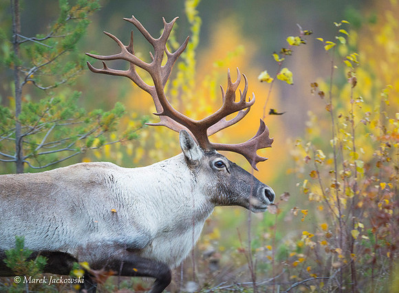 Reindeer / Renifer