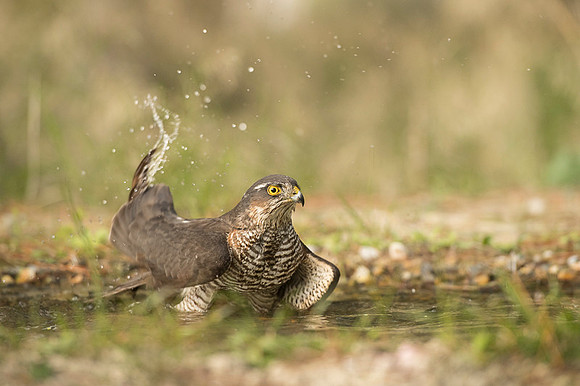 Sparrow Hawk /  Krogulec