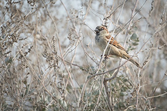 Spanish Sparrow / Wróbel śródziemnomorski