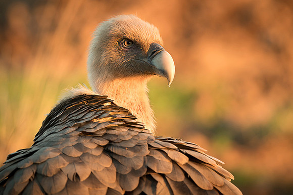 Griffon Vulture / Sęp płowy