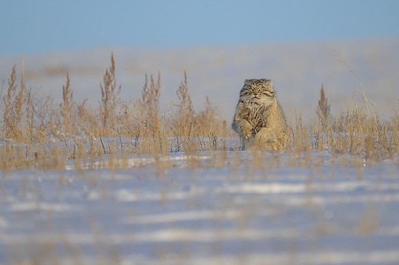 Pallas's cat