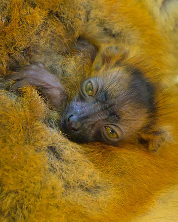 Lemur Macaco
