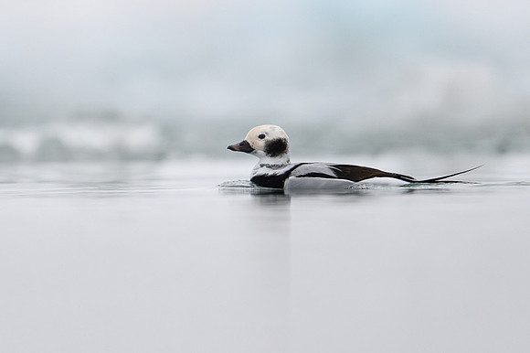 Long-tailed Duck