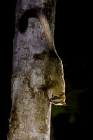 Pale fork-marked lemur