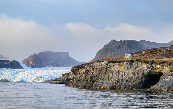 Polar bear
