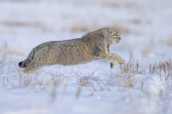 Pallas's cat