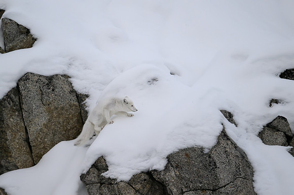 Arctic fox White