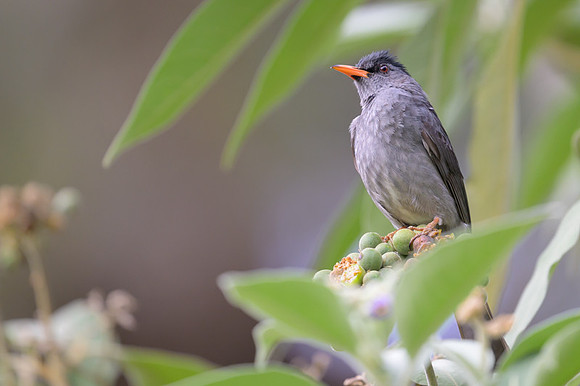 Malagasy Bulbul