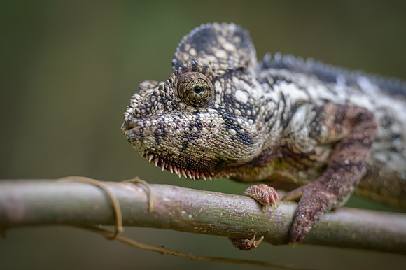 Malagasy giant chameleon
