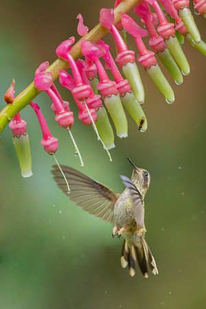 Speckled Hummingbird