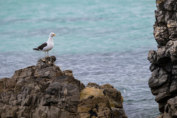Kelp gull