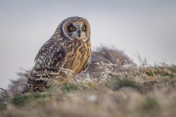 Short-eared owl