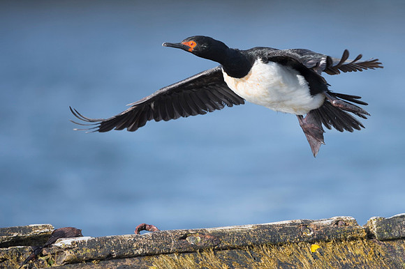 Rock shag